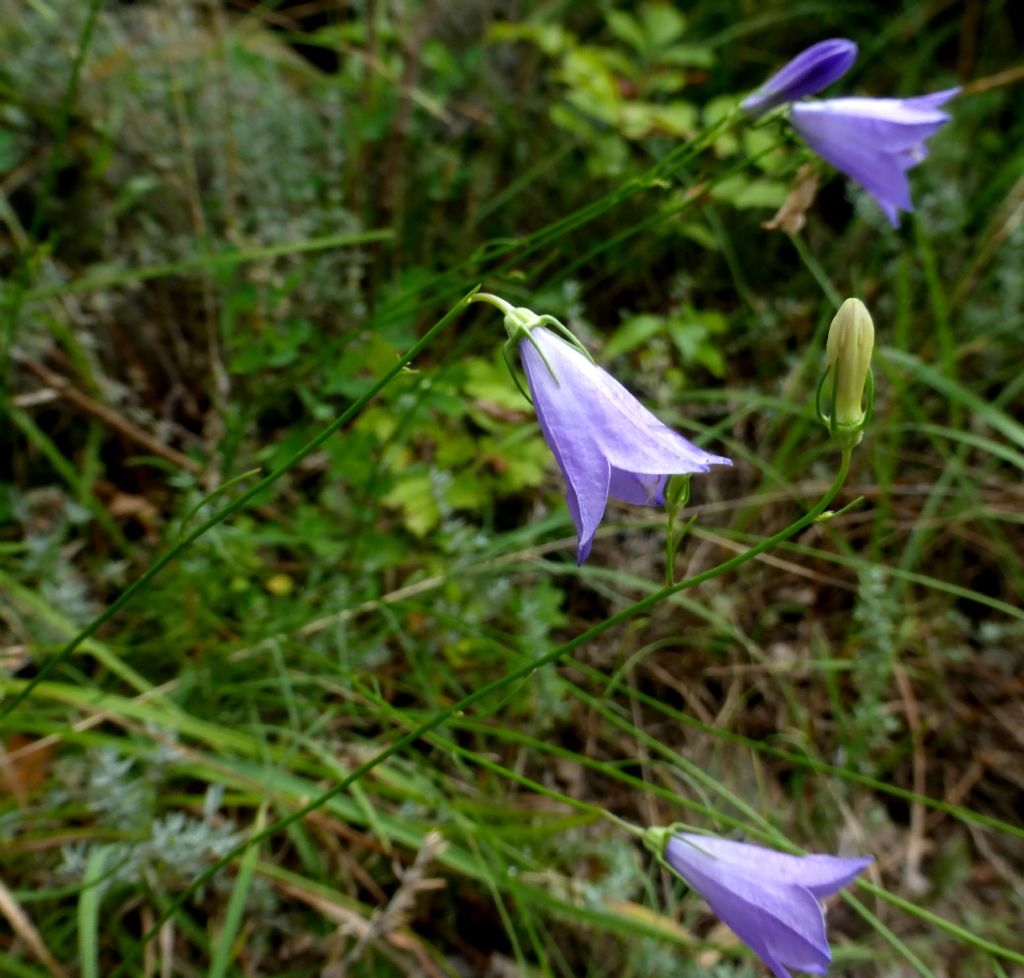 Campanula sabatia  / Campanula di Savona